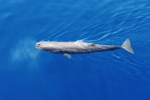 Ο ρόλος του ΙΤΕ σε μια συνεργασία – ορόσημο για την προστασία των φυσητήρων!