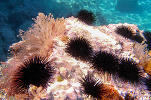 Πνεύμα, οινόπνευμα,  Κεντροαριστερά  και ιριδίζον μπλε