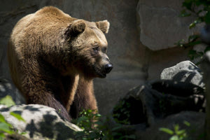 Καλιφόρνια: Αρκούδα σκότωσε γυναίκα στο σπίτι της