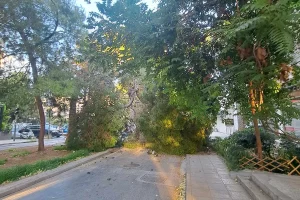 Γερασμένα δέντρα:  Η αντίδραση της Αποκεντρωμένης