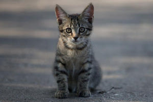 Θεσσαλονίκη: Bούτηξε το κεφάλι αδέσποτης γάτας σε ποτήρι με μπίρα και συνελήφθη