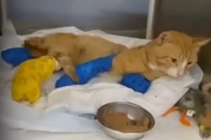 Θεσσαλονίκη: Μήνυση κατά αγνώστων για τον ακρωτηριασμό γάτου στα τρία του πόδια