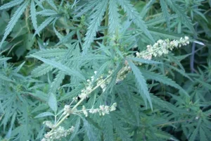 Χειροπέδες σε 62χρονο στη Φλώρινα για καλλιέργεια δενδρυλλίων κάνναβης