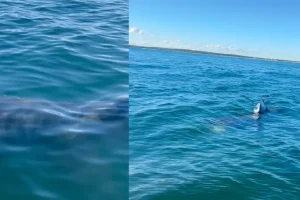 Βίντεο: Τρόμος για ζευγάρι που βγήκε για ψάρεμα – Τεράστιοι καρχαρίες περικύκλωσαν το σκάφος