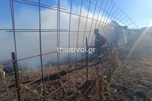Θεσσαλονίκη: Κάηκε ποιμνιοστάσιο με ζώα από τη μεγάλη φωτιά στον Λαγκαδά