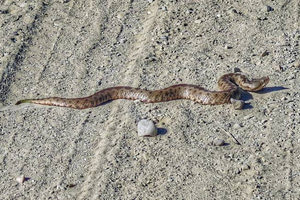 Μπαγκλαντές: Εξαφανισμένο είδος οχιάς επέστρεψε και απειλεί την χώρα