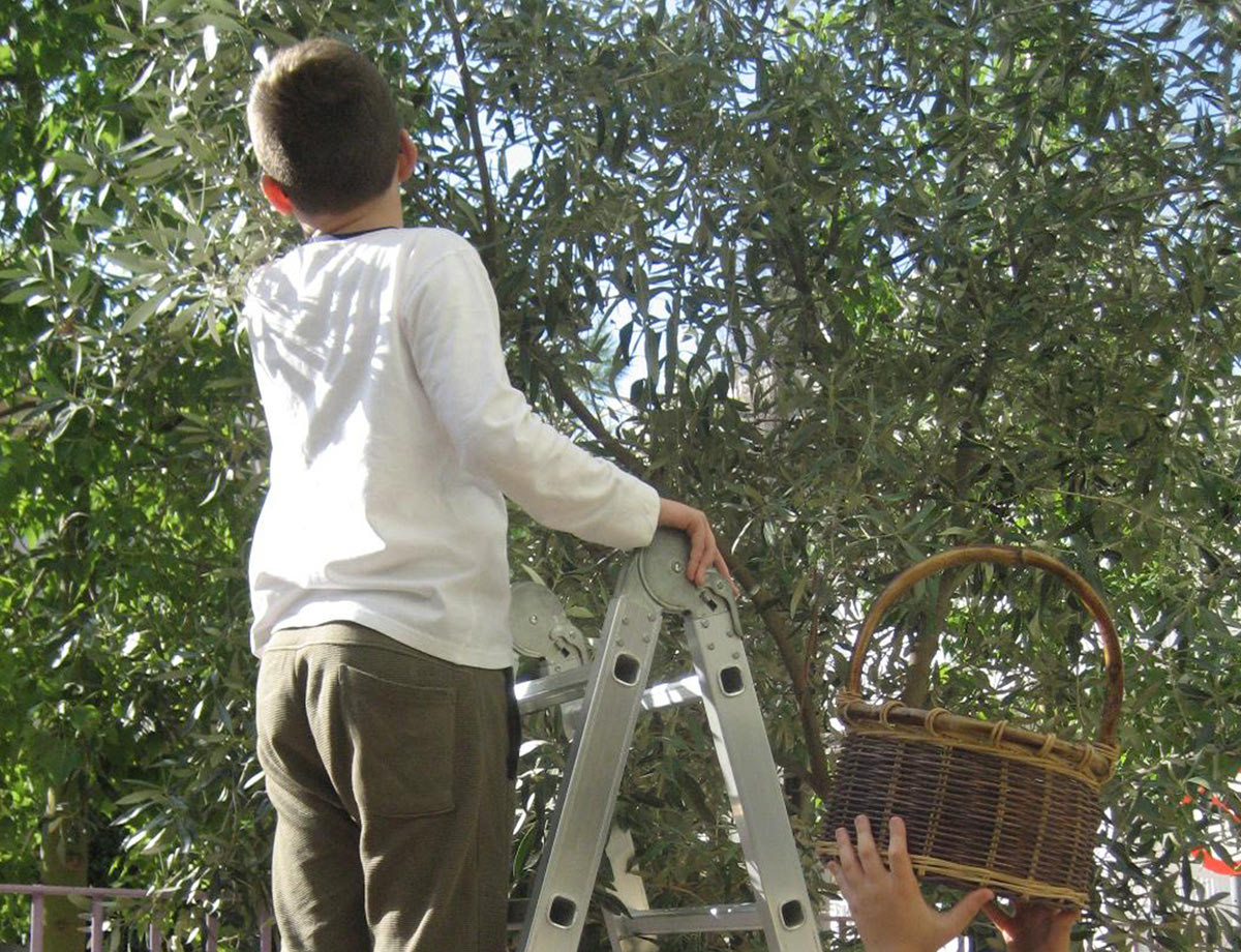 Παιδί μαζεύει ελιές 