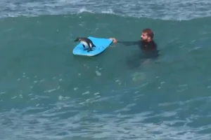 Βίντεο: Πιγκουίνος έγινε… σέρφερ και «δαμάζει» τα κύματα