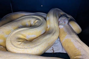 Iνδονησία: Εξαφανισμένη μητέρα 4 παιδιών βρέθηκε νεκρή στην κοιλιά πύθωνα