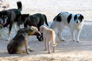 66 σκυλιά είχε γυναίκα στην περιοχή της Φαιστού!
