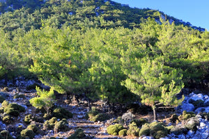 Δήμος Βιάννου: Πολύ υψηλός κίνδυνος πυρκαγιάς την Κυριακή