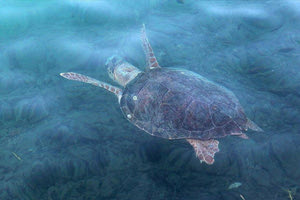 Λιμένι: Λουόμενη δέχθηκε επίθεση από θαλάσσια χελώνας