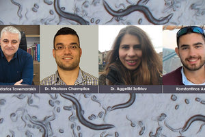 ΙΤΕ: Νέα επιστημονικά δεδομένα αποκαλύπτουν τη σχέση της αναπαραγωγικής ικανότητας με την απόκριση στο μιτοχονδριακό στρες