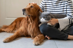 Δωρεάν στειρώσεις από το Δήμο Φαιστού για ζώα συντροφιάς