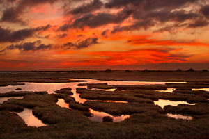 Έβρος: Η περιβαλλοντική κρίση απειλεί την πανίδα στο Δέλτα του ποταμού