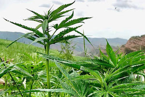 Ρέθυμνο: Μια σύλληψη για κάνναβη, αναζητείται και δεύτερος καλλιεργητής