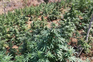 Ρέθυμνο: Εντοπίστηκαν 4 φυτείες δενδρυλλίων κάνναβης