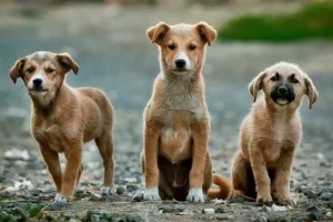 Τουρκία: Ψηφίστηκε το νομοσχέδιο για την απομάκρυνση των αδέσποτων
