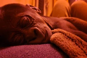 Το αξιολάτρευτο γοριλάκι δέχθηκε την απόρριψη από την μητέρα του μετά την γέννα