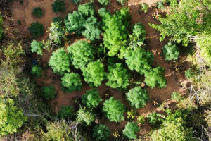 Εντοπίστηκε φυτεία δενδρυλλίων κάνναβης, στα Χανιά