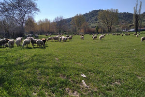 Σε Λάρισα και Κόρινθο τα νέα κρούσματα πανώλης
