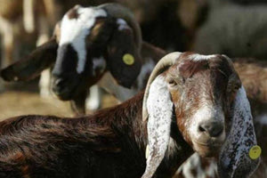 Πανώλη αιγοπροβάτων: Νέο κρούσμα στο Κυψαλοχώρι Λάρισας – Οι νέες ζώνες προστασίας