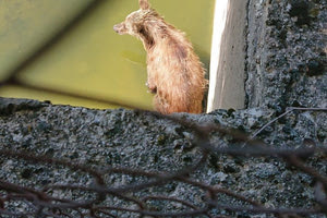 Πίνδος: Αρκούδα εγκλωβίστηκε σε δεξαμενή – Στήθηκε επιχείρηση διάσωσης με ράμπα