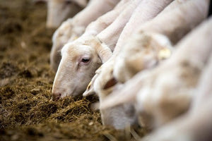 Μετέφεραν σε φορτηγό αμνοερίφια χωρίς ενώτια και συνελήφθησαν