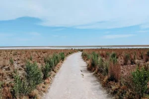 Χιλή: Άνθισε η πιο ξηρή έρημος του πλανήτη
