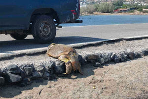 Νεκρές χελώνες καρέτα – καρέτα στην Ελούντα (φωτογραφίες)