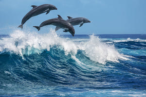 ΗΠΑ: Η μεγαλύτερη προσάραξη δελφινιών στην ιστορία της χώρας