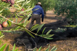 Τα παιχνίδια με τις τιμές και το μέλλον της ελαιοπαραγωγής