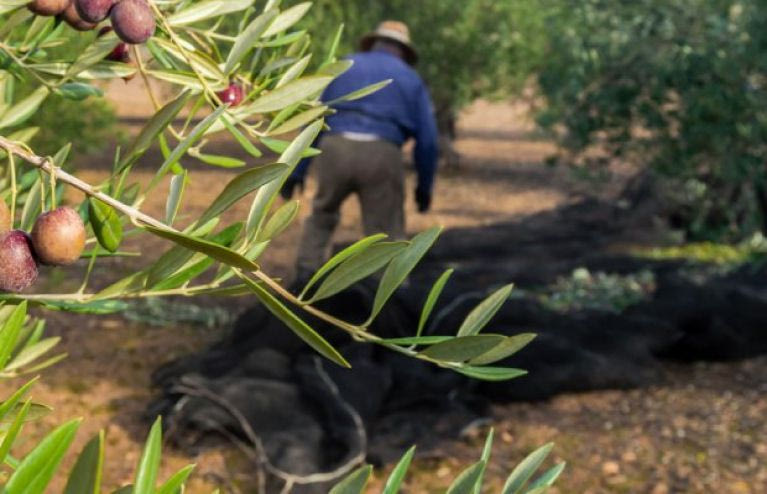 Τα παιχνίδια με τις τιμές και το μέλλον της ελαιοπαραγωγής