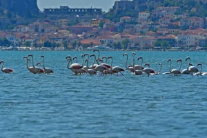Υπέροχες εικόνες με δεκάδες φλαμίνγκο στο Ναύπλιο