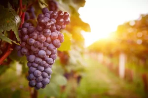 Ένωση Ηρακλείου: Αυτές είναι οι τιμές στα σταφύλια ανά ποικιλία