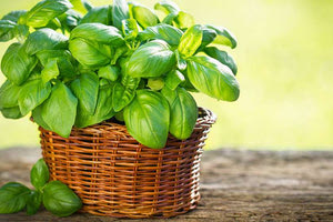 Βασιλικός: Πώς να τον κρατήσετε φουντωτό το καλοκαίρι