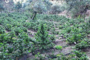 Εγκληματική οργάνωση στην Κρήτη: Η μεγάλη επιχείρηση της αστυνομίας – συλλήψεις για καλλιέργεια κάνναβης και διακίνηση ναρκωτικών