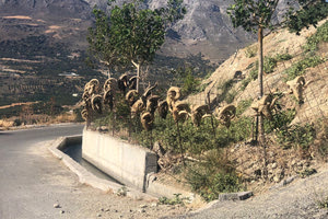 Τα… μυστικά του κρητικού νότου