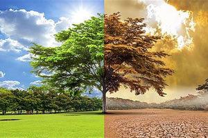 Η ρίζα του κακού