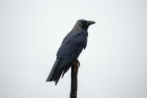 Μάθε πώς βγήκε η φράση «Κοράκιασα από τη δίψα»