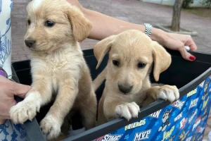 Λαμπραντόρ