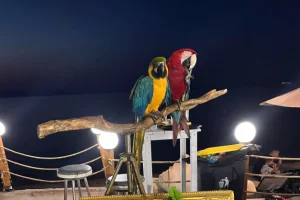 Χαλκιδική: Βαρύ πρόστιμο σε ιδιοκτήτη ξενοδοχείου – Χρησιμοποιούσε παπαγάλους ως «κράχτες»