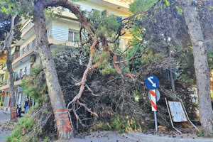 Δημότες του Ηρακλείου καλούν τη δημοτική Αρχή να μην προχωρήσει σε κόψιμο δένδρων