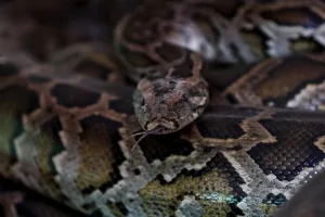 Ινδονησία: Μια 36χρονη γυναίκα βρέθηκε νεκρή μέσα στο στομάχι πύθωνα