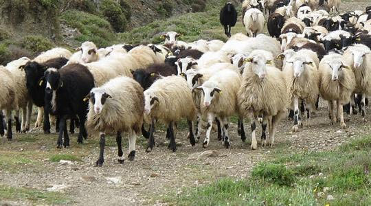 Πανώλη αιγοπροβάτων: Θανατώθηκαν σχεδόν 8.000 ζώα – Στα 18 τα κρούσματα