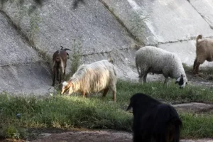 Κρούσμα πανώλης σε εκτροφείο αιγοπροβάτων στην Καλαμπάκα