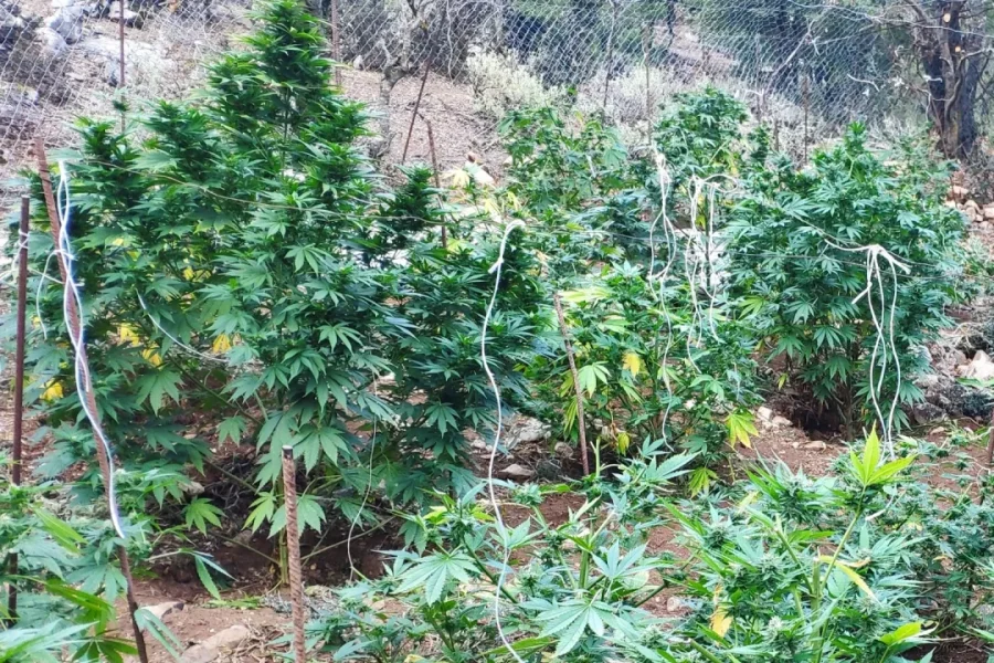 Σε εξέλιξη αστυνομική έρευνα για φυτείες κάνναβης στον Αποκόρωνα – έχουν προσαγωγές