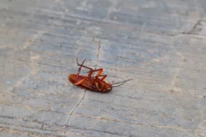 Ιπτάμενες κατσαρίδες παντού στη Λάρισα – Ανάστατοι οι πολίτες