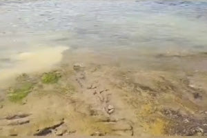 Εξετάζεται το ενδεχόμενο θαλάσσιας ρύπανσης σε παραλία του Ηρακλείου – συνελήφθη διευθυντής ξενοδοχείου (βίντεο)