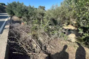 Η στάση και τα… βότανα: Πως το αυτοκίνητο βρέθηκε στο χαντάκι με θύμα έναν 85χρονο άνδρα